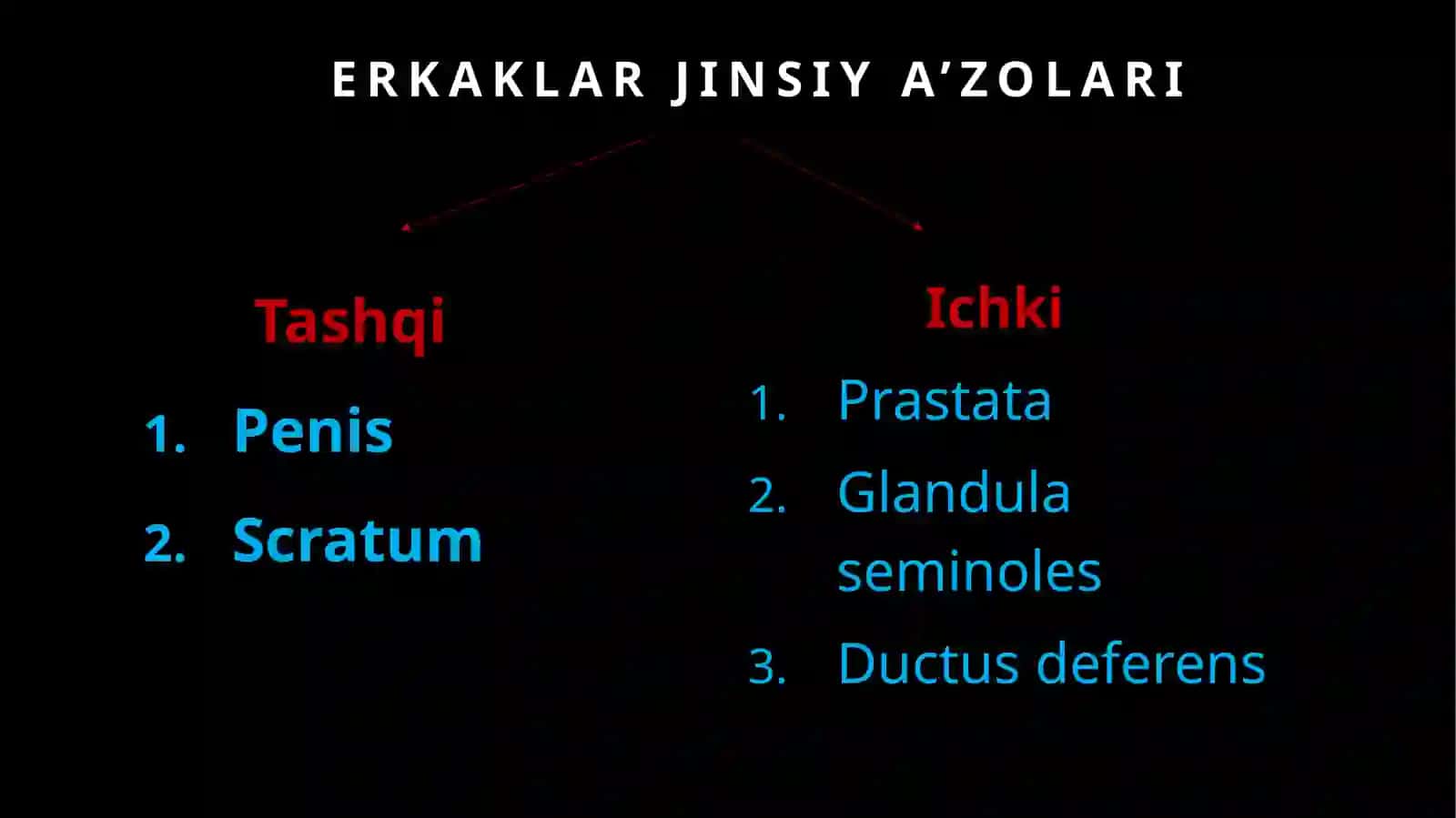 Erkaklarning jinsiya zolari 2