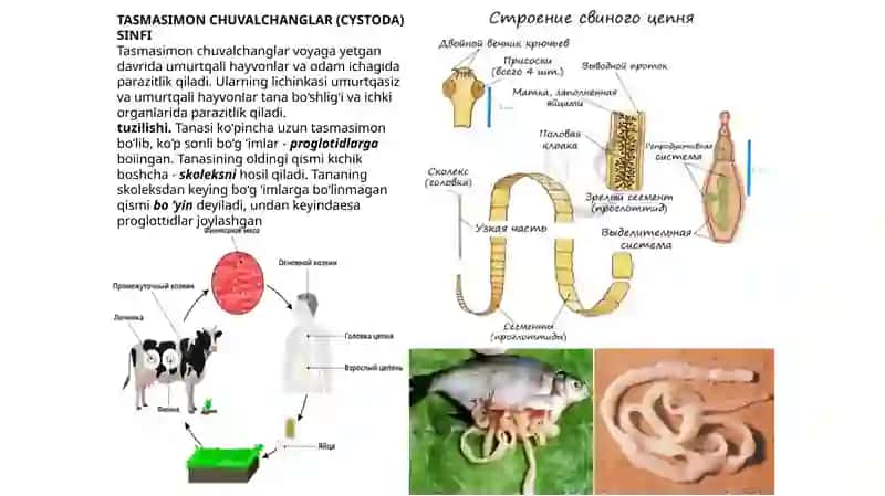 TASMASIMON CHUVALCHANGLAR 2