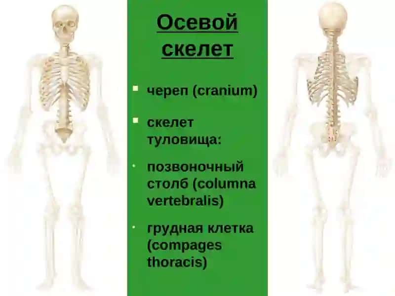 Осевой скелет 2