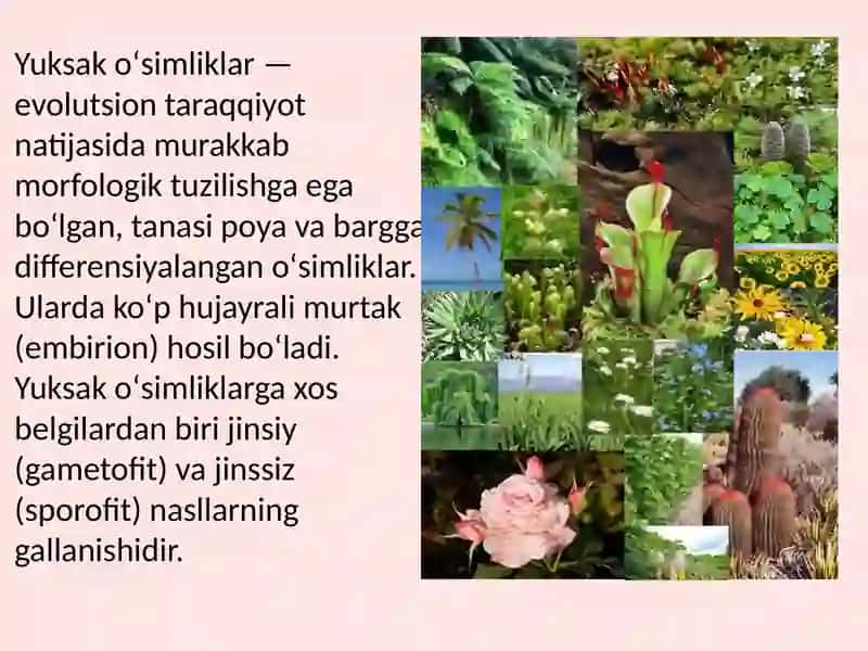 Yuksak oʻsimliklar sistematikasi 2