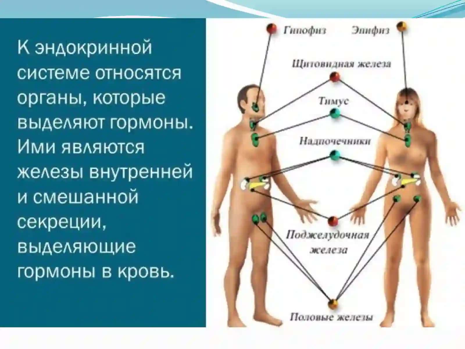 ENDOKRIN TIZIM KASALLIKLARINI RADIATSION DIAGNOSTIKASI 2