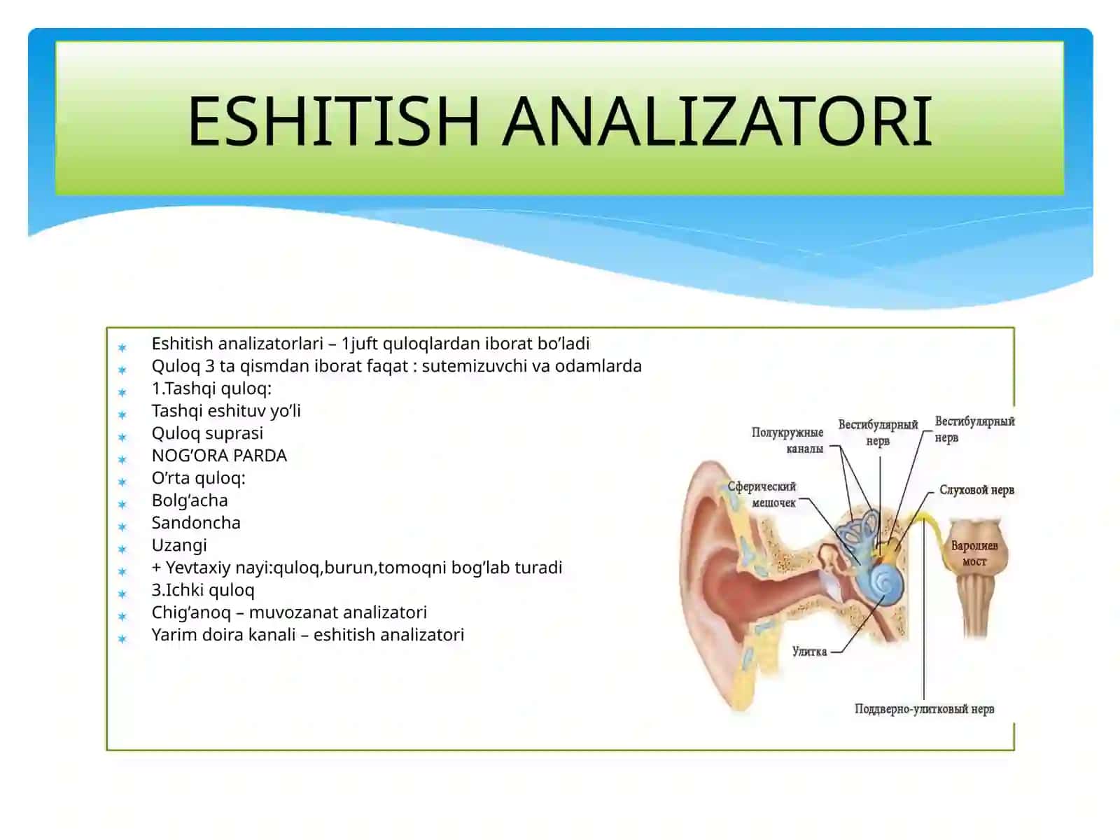 SEZGI ORGANLARI ANALIZATORLAR 2