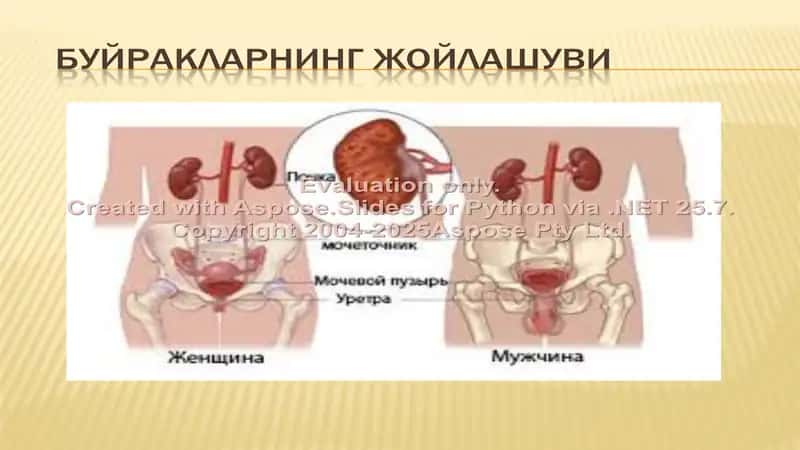 Сийдик айирув системаси 2