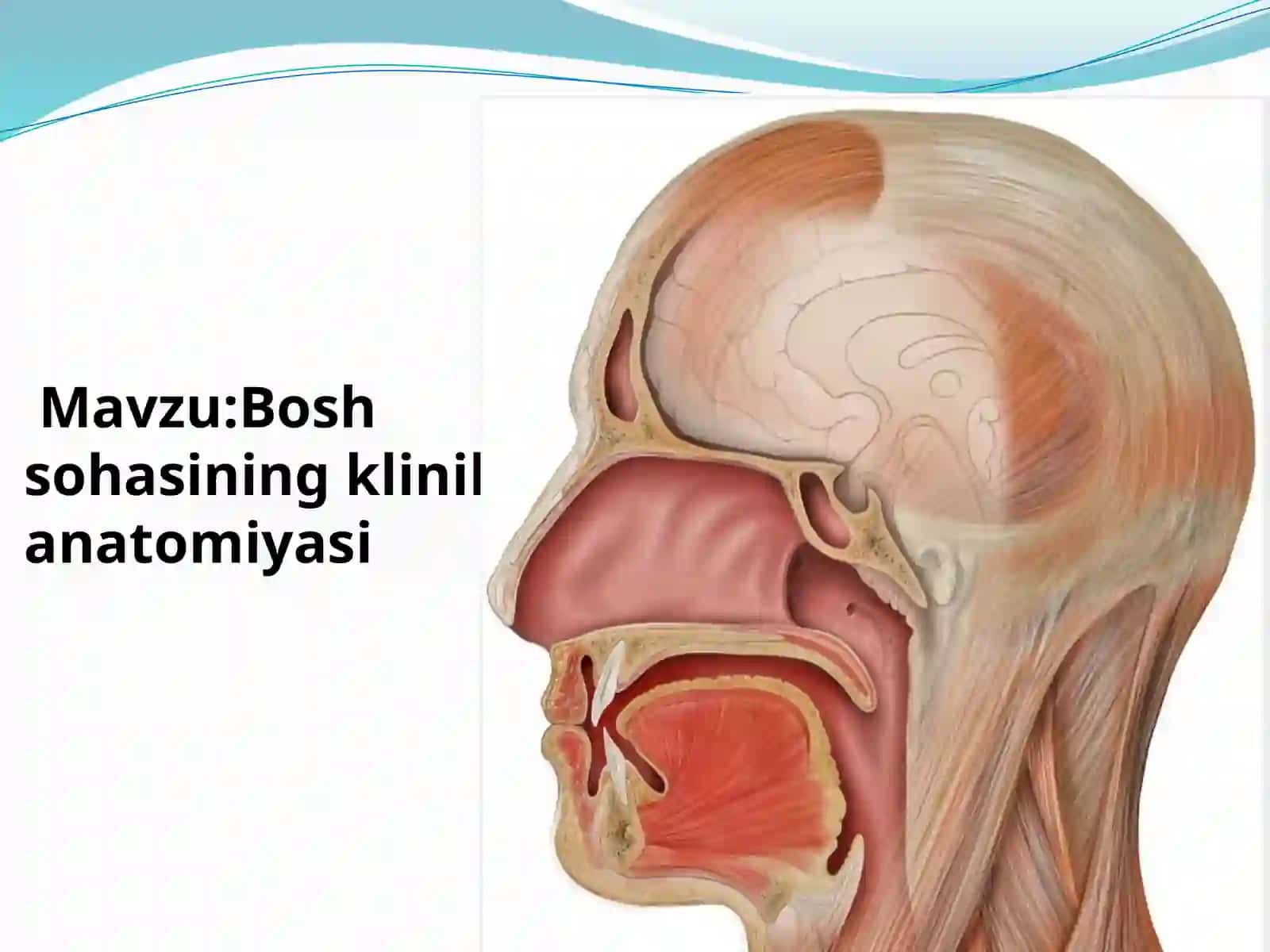 Boshsohasining klinika anatomiyasi 2