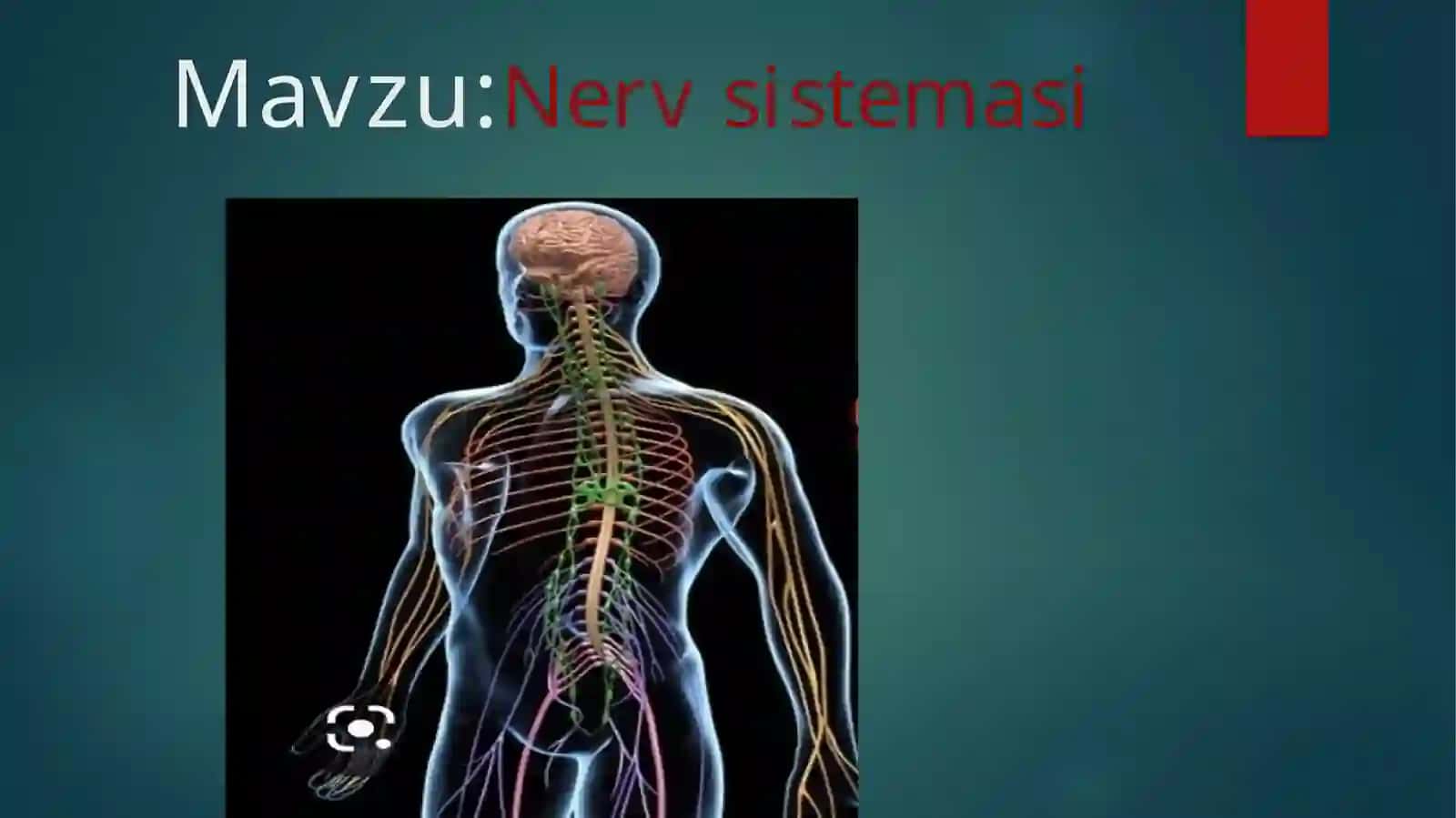 Nervsistemasi 2