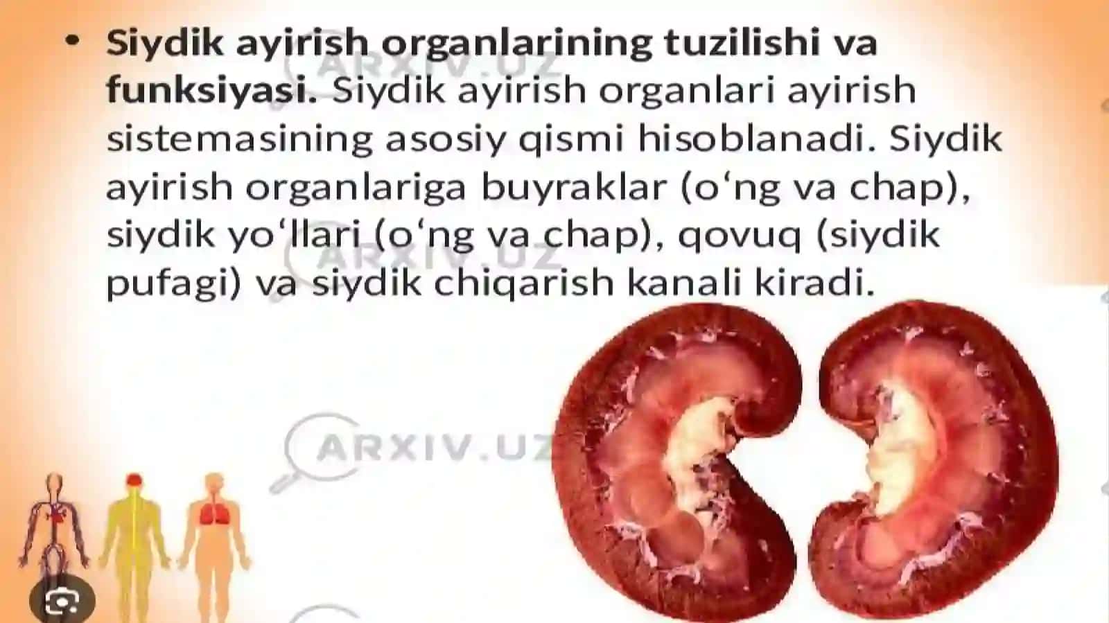 SIYDIK AYIRUV A’ZOLARINING RIVOJLANISH NUQSONLARI 2