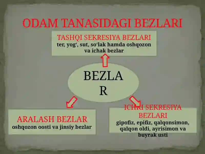 Ichki sekretsiya bezlarining yosh hususiyatlari 2