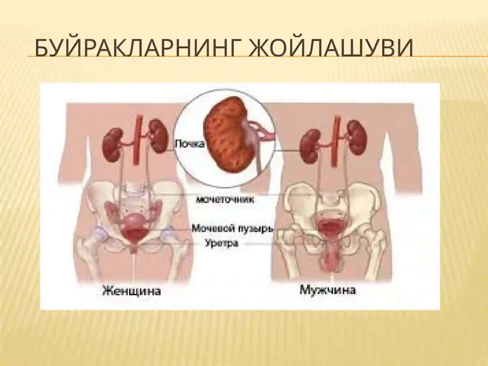 Сийдик айирув системаси 2