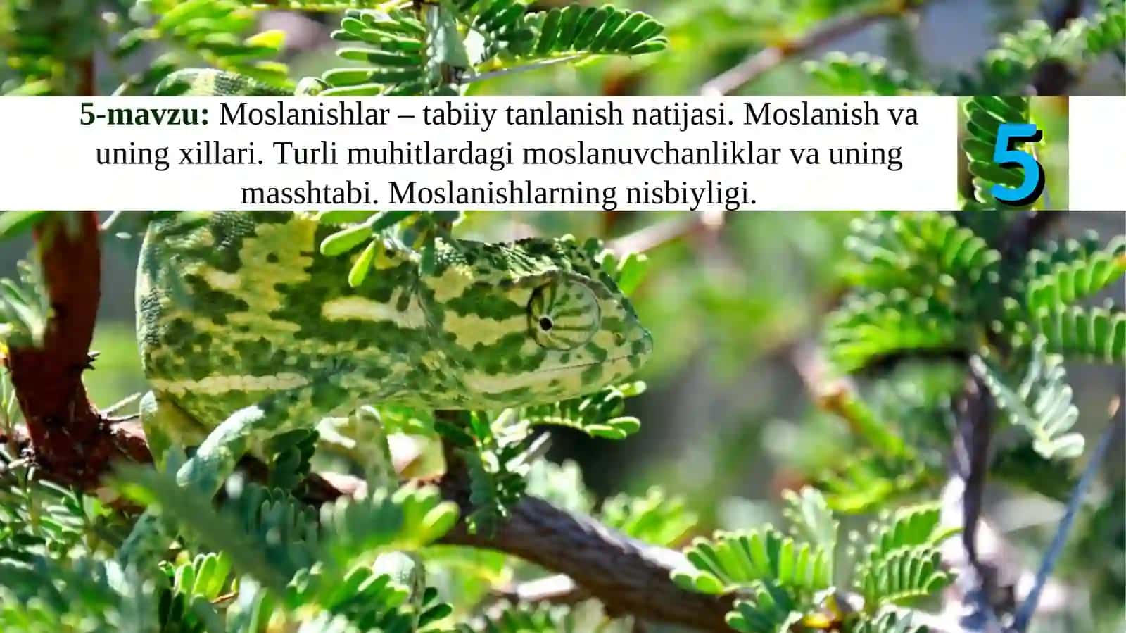 Moslanishlar – tabiiy tanlanish natijasi 2