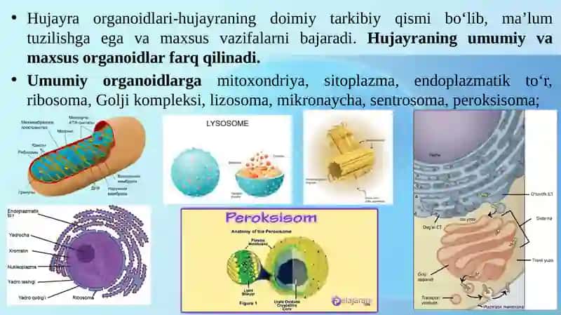 Hujayraning asosiy organoidlari 2