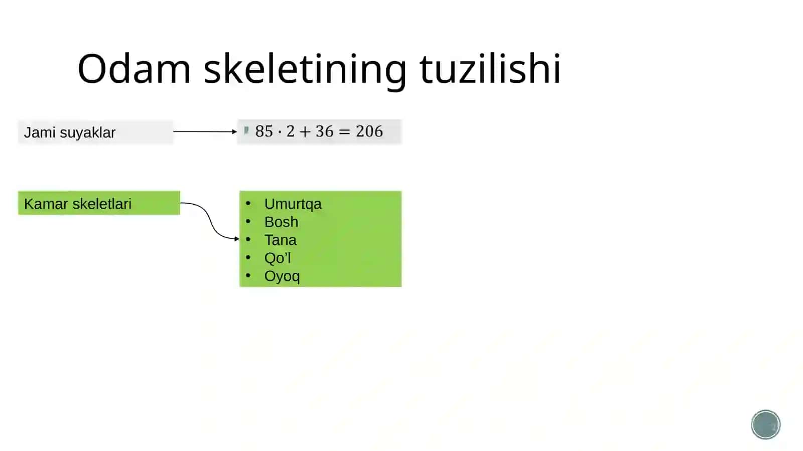 Tayanch harakatlanish sistemasining tuzilishi, funksiyasi va ahamiyati 2