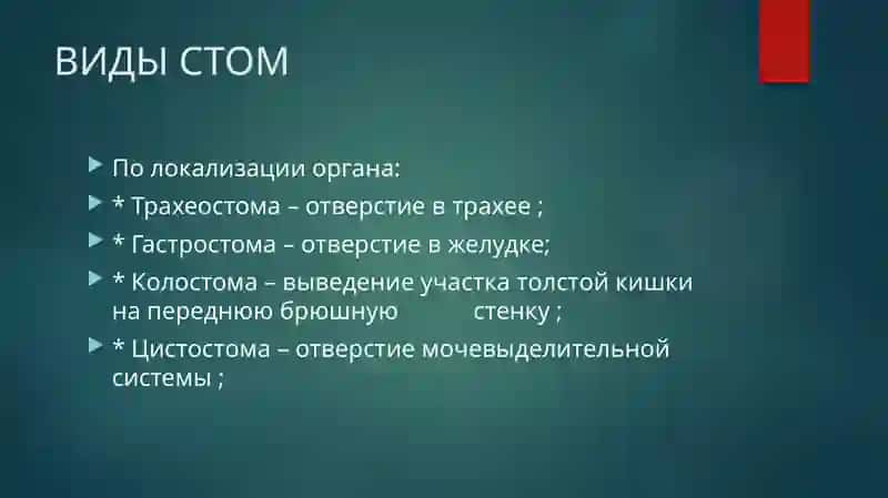 Презентация на тему"СТОМЫ" 2