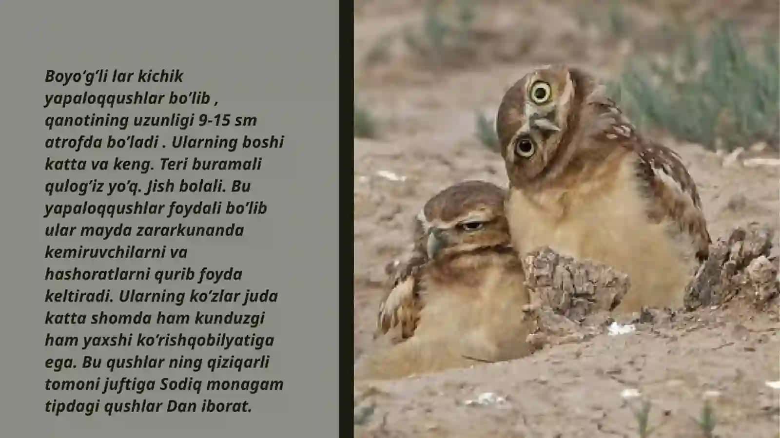 Boyo‘g’li yoki Boyqush-Athene noctua 2