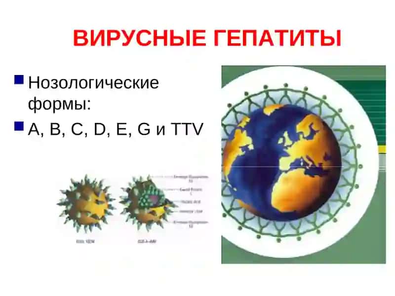 ВИРУСНЫЕ ГЕПАТИТЫ 2