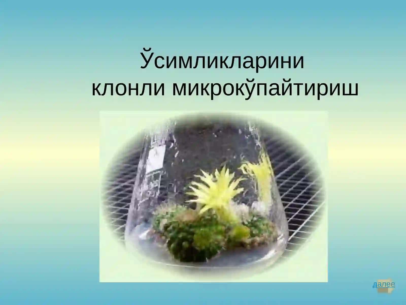 Клонли микрокўпайтириш 2