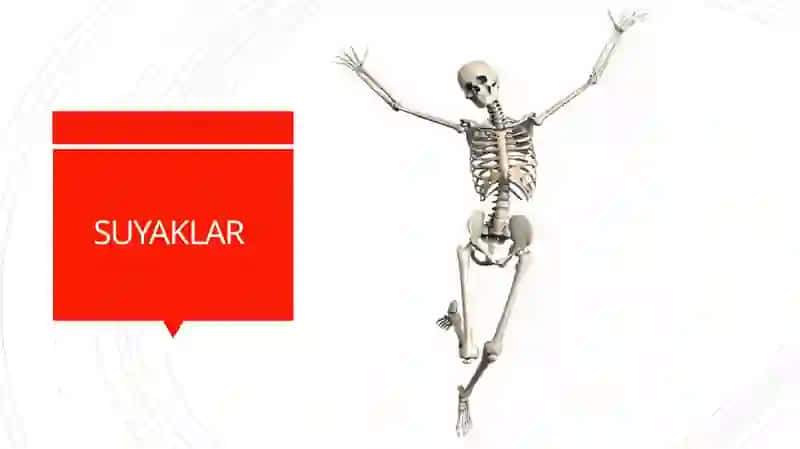 Suyaklar sistemasi 2