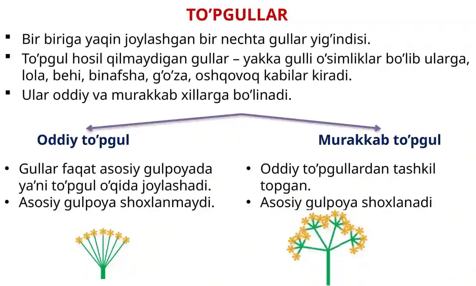 TO’PGUL; MEVA URUG Botanika 5-dars 2