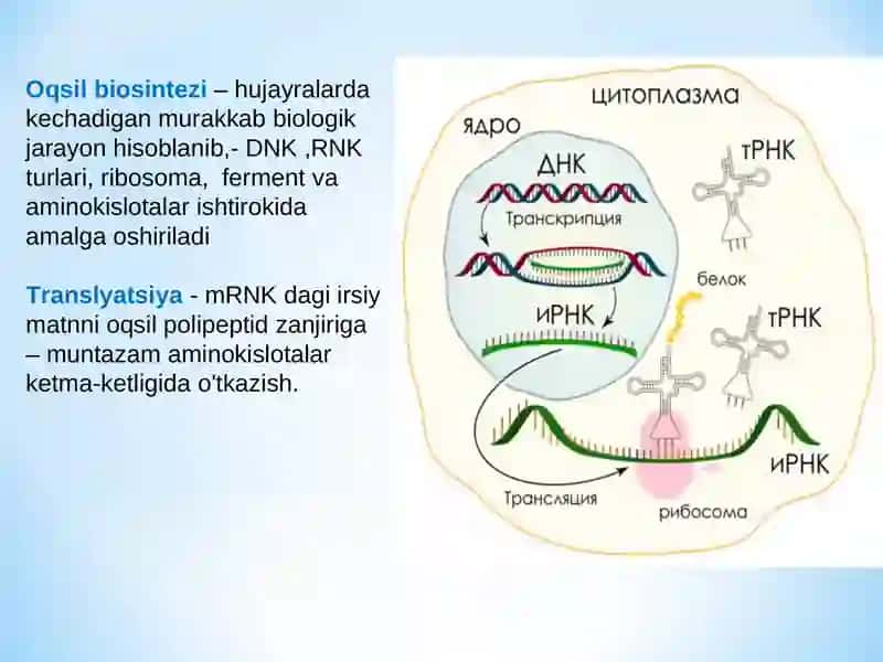 Oqsil biosintezi 2
