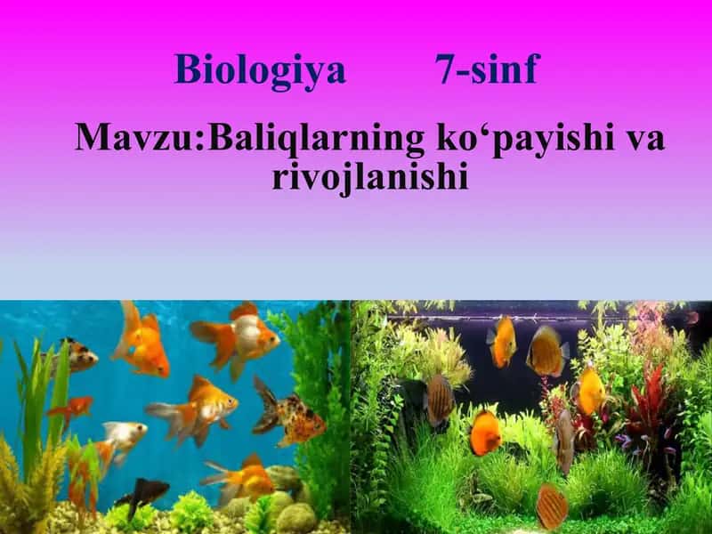 Baliqlarning ko‘payishi va rivojlanishi 2