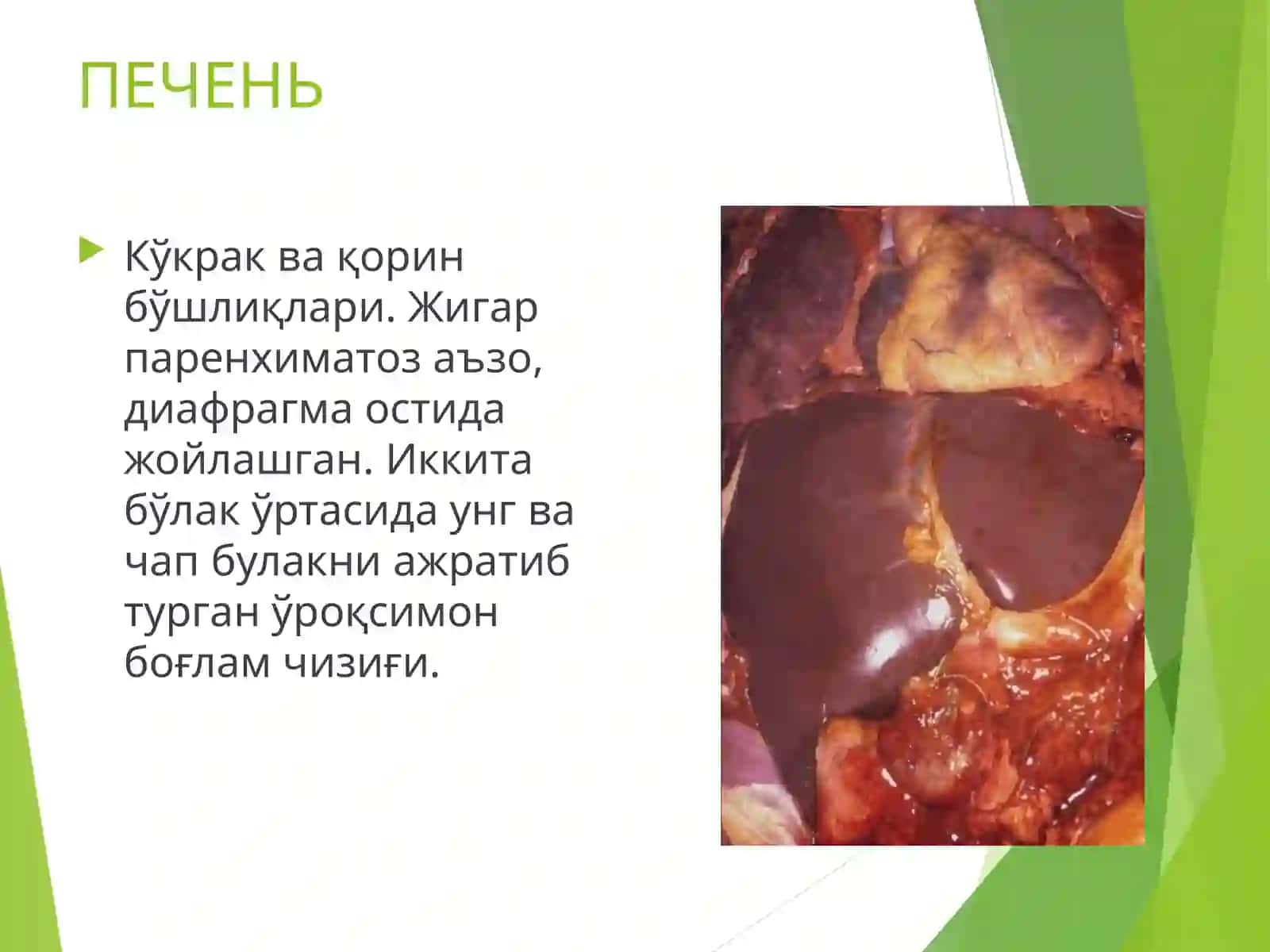 ПАТОЛОГИК АНАТОМИЯ 2