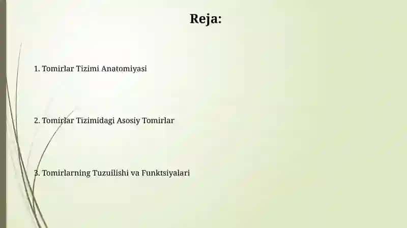 Tomirlar Tizimi Anatomiyasi 2