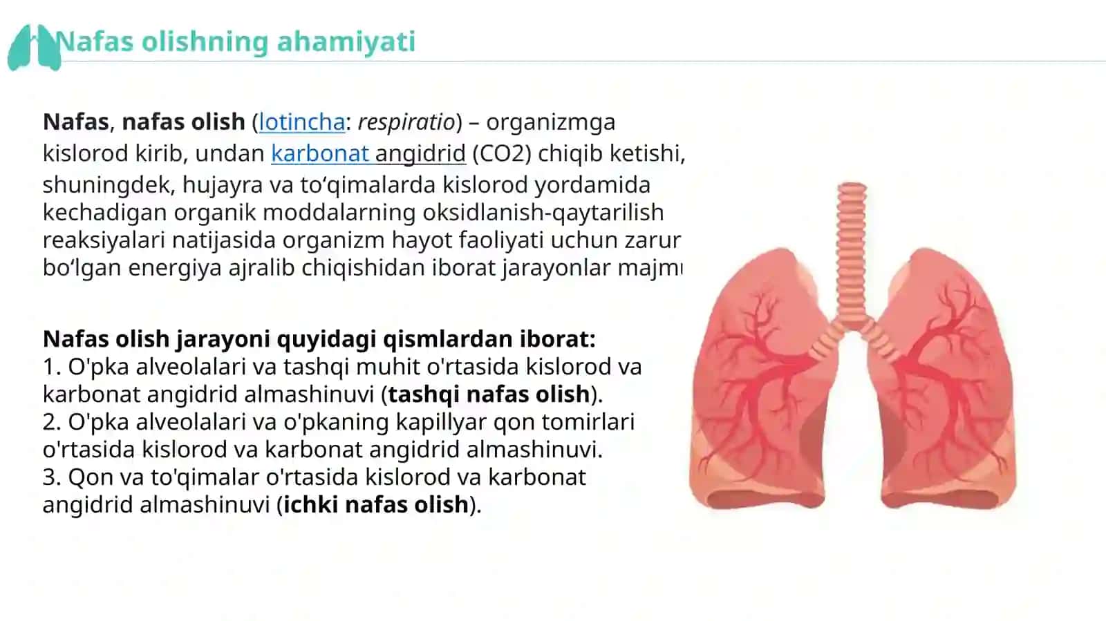 Nafas olish va jinsiy sistema ontogenezi 2