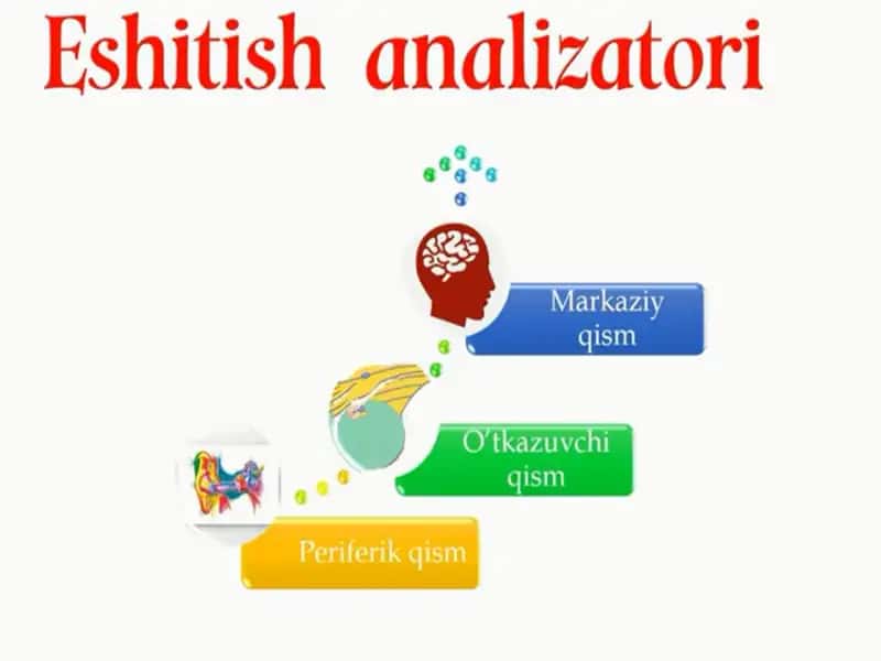 ESHITISH ORGANLARINING ANATOMIYASI VA FUNKSIYASI 2