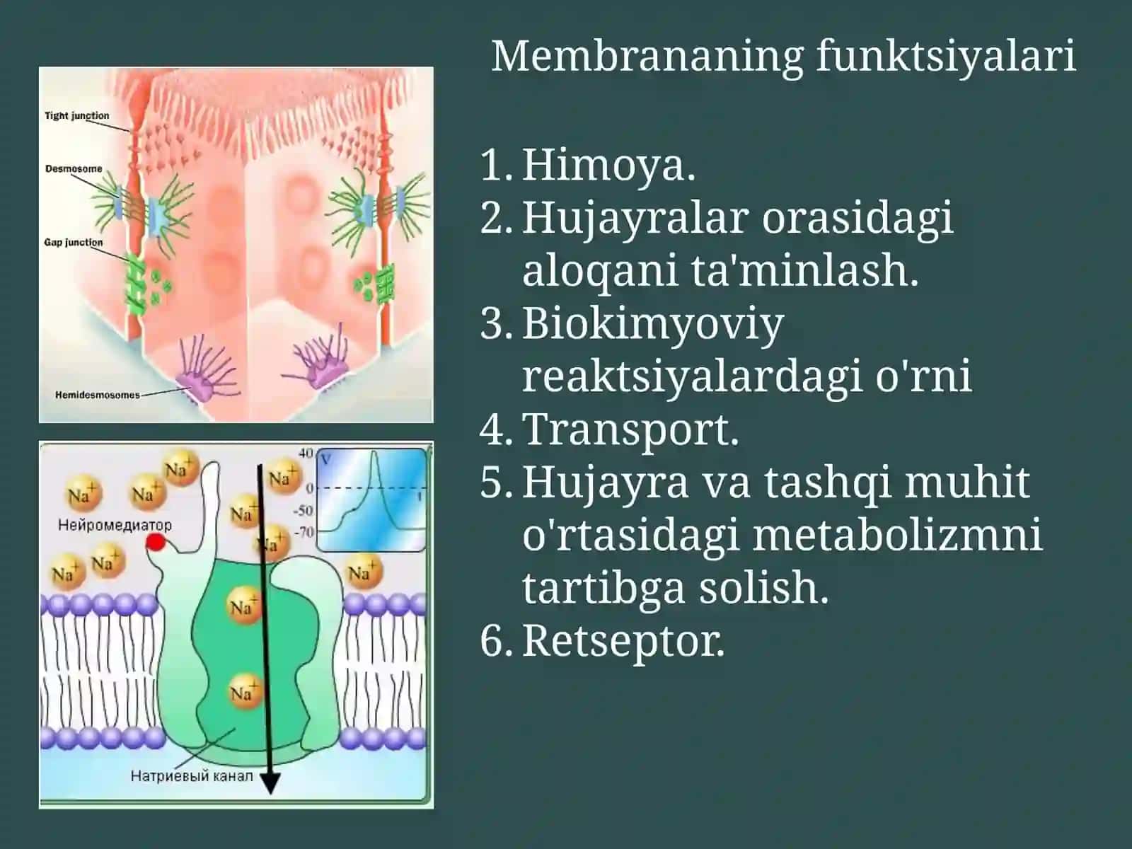 Organizmning kimyoviy tarkibi va biokimyoviy jarayonlarda ishtirok etadigan molekulalar. Membranalar bo'ylab moddalarni tashilishi 2