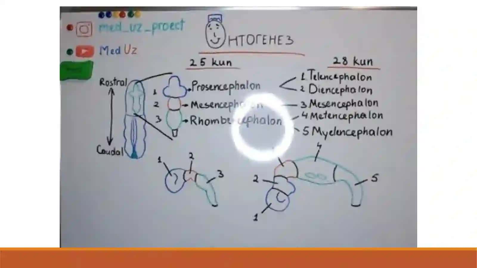 ASAB TIZIMINING ONTOGENEZI 2