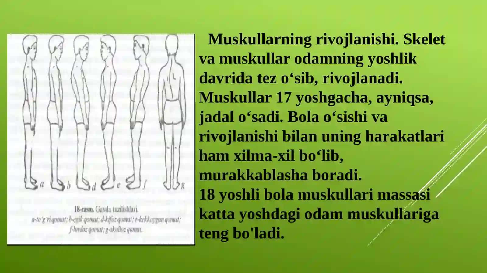 Muskullarning rivojlanishi 2