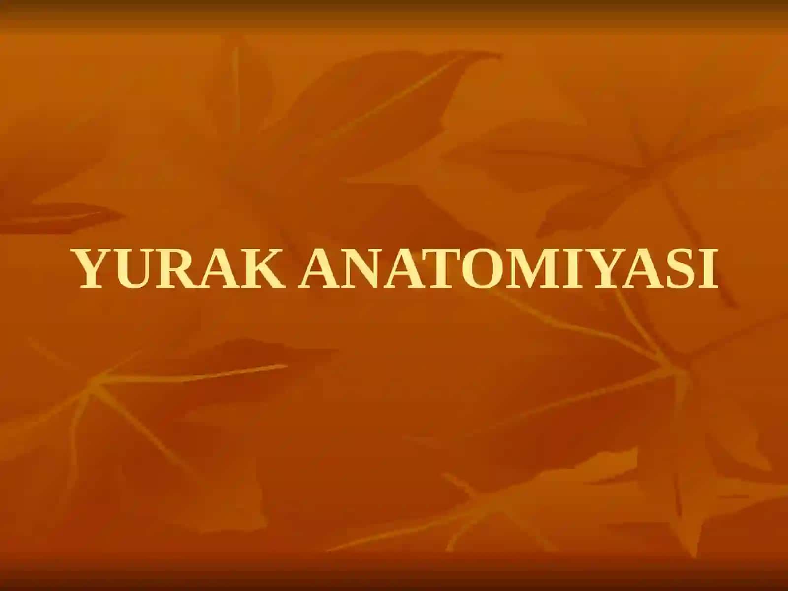 YURAK ANATOMIYASI 2