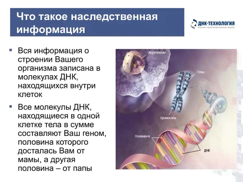 Обыкновенное чудо генетики 2