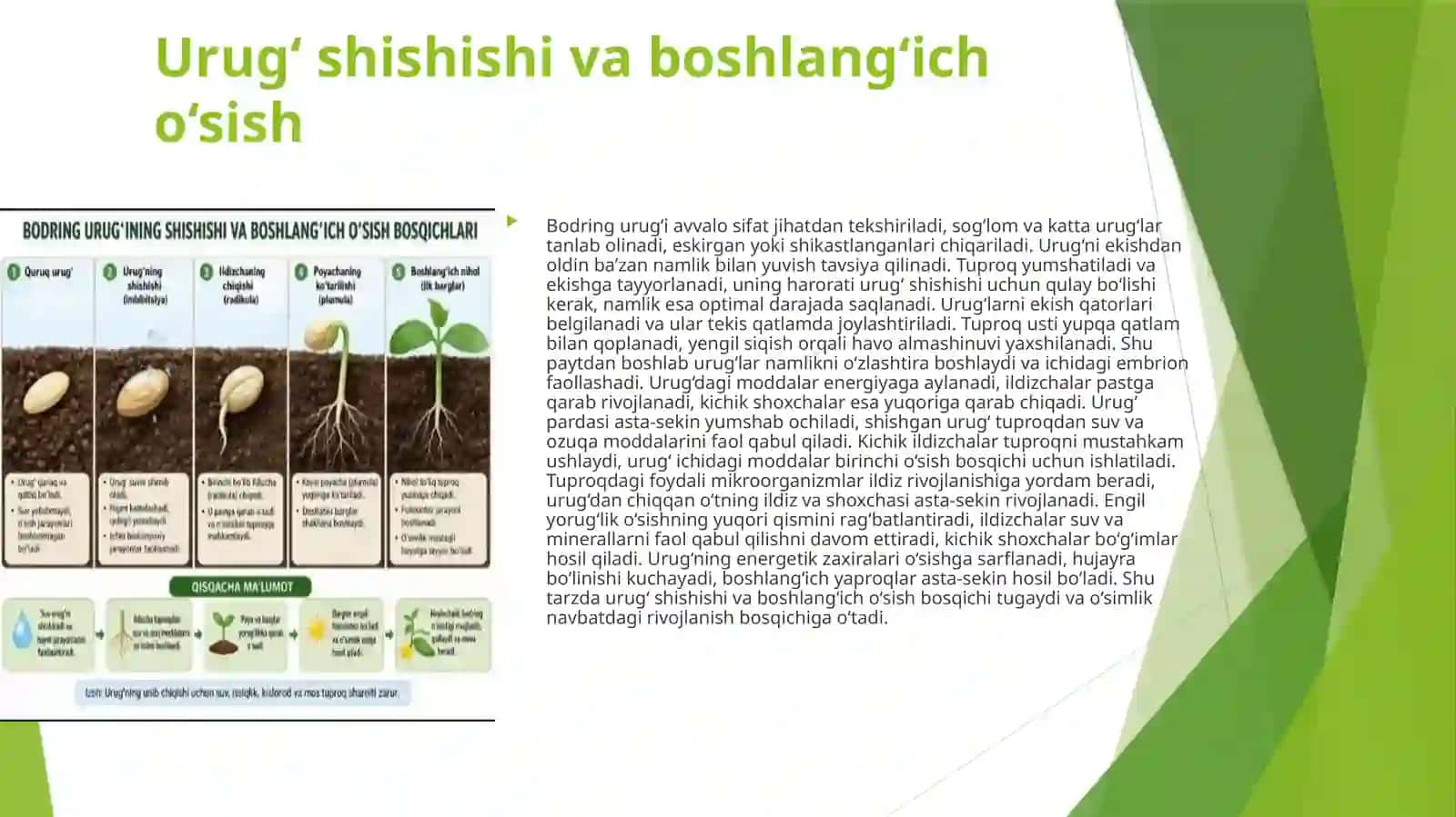 Urug‘ shishishi va boshlang‘ich o‘sish 2