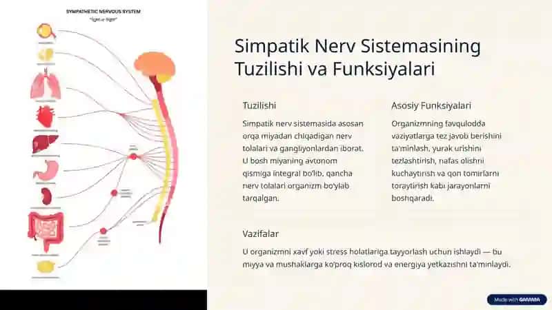 Simpatik Nerv Sistemasi 2