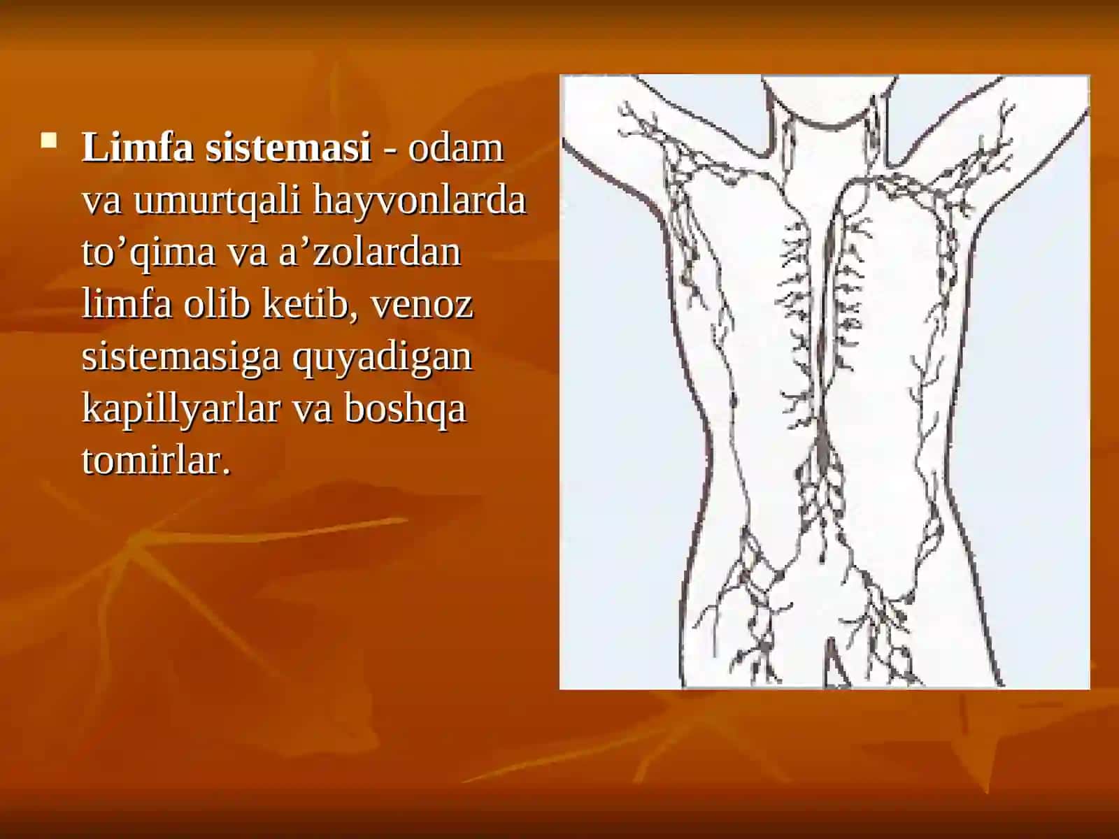 Limfa sistemasi 2