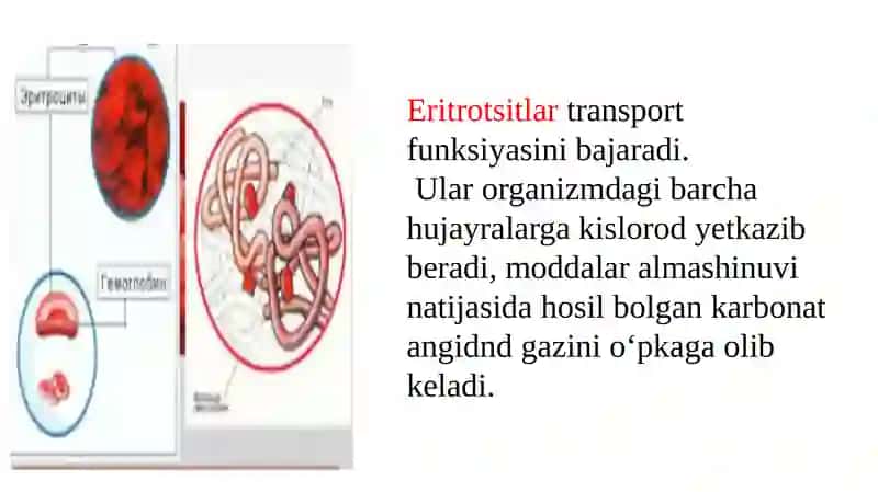 Eritrotsitlar 2