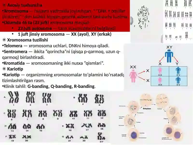 Odamxromosoma, genom va gen kasalliklari 2