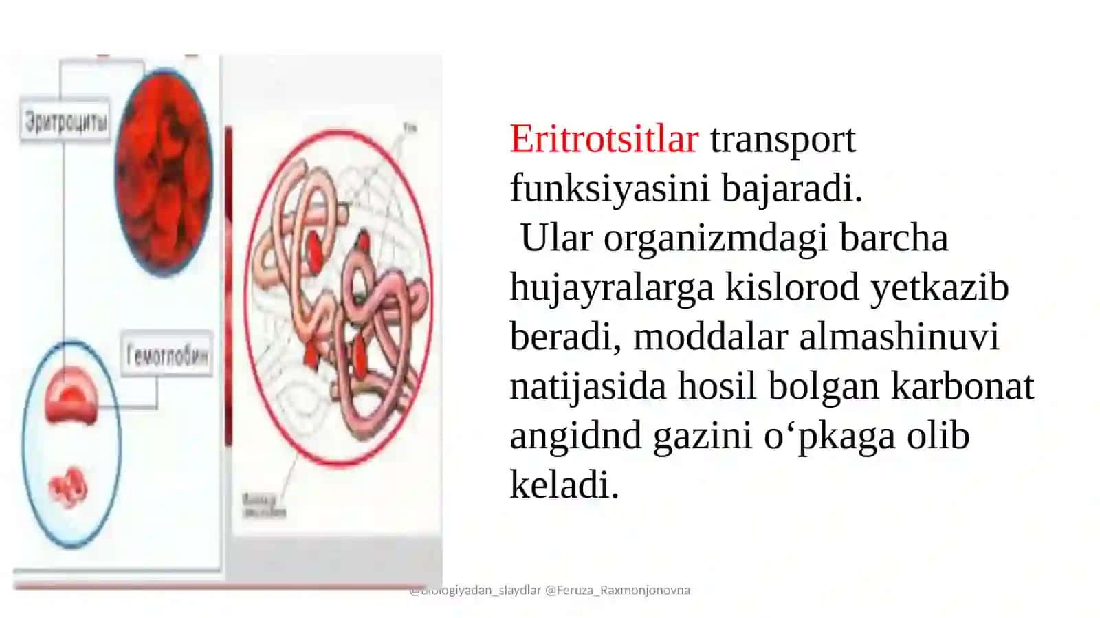 Eritrotsitlar 2