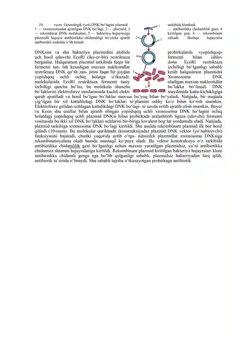 Rekombinat DNK olish va genlarni klonlash 2