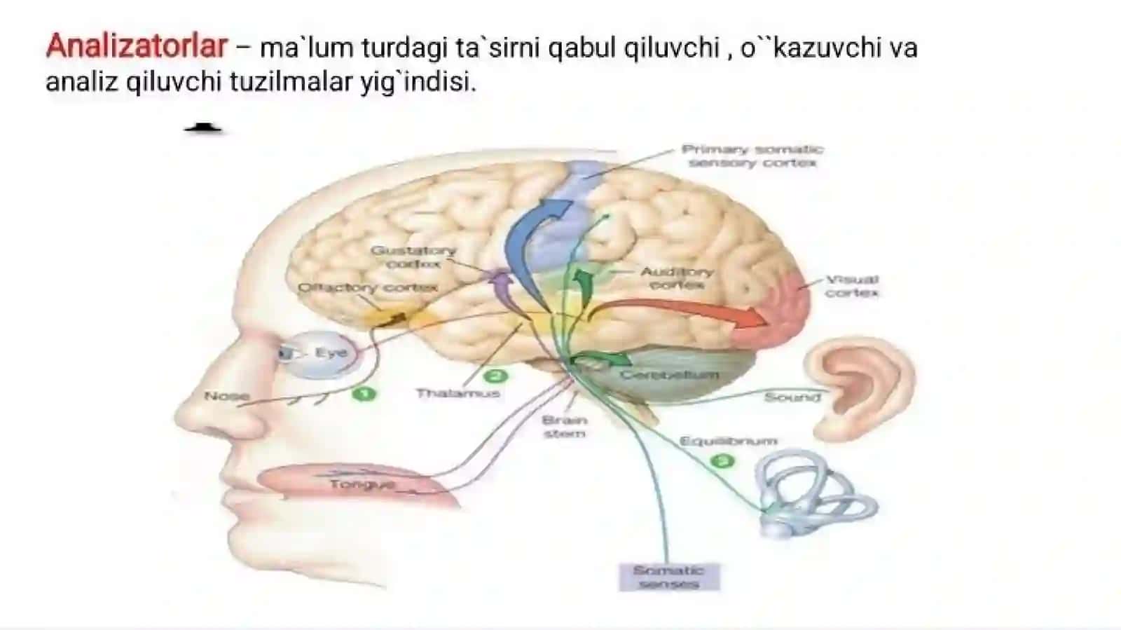 Sezgi azolari.ko’rish a’zosi 2