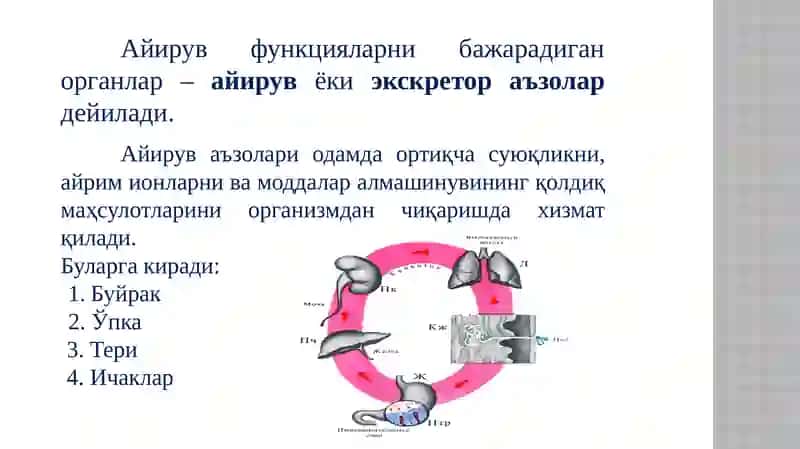 Органларди нозорати 2