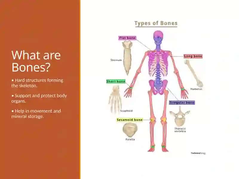 Types of Bones 2