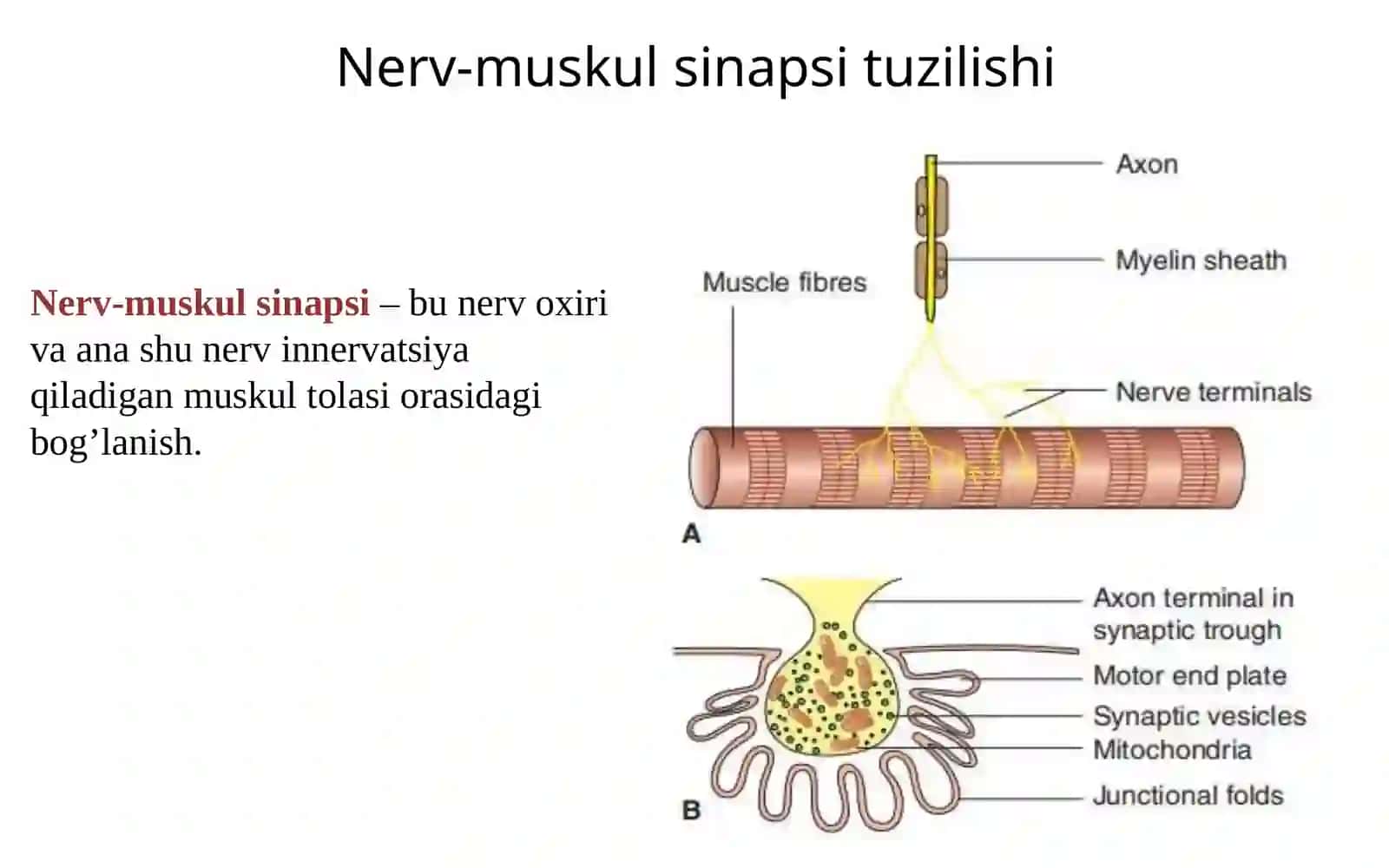 Muskullar Fiziologiyasi 2