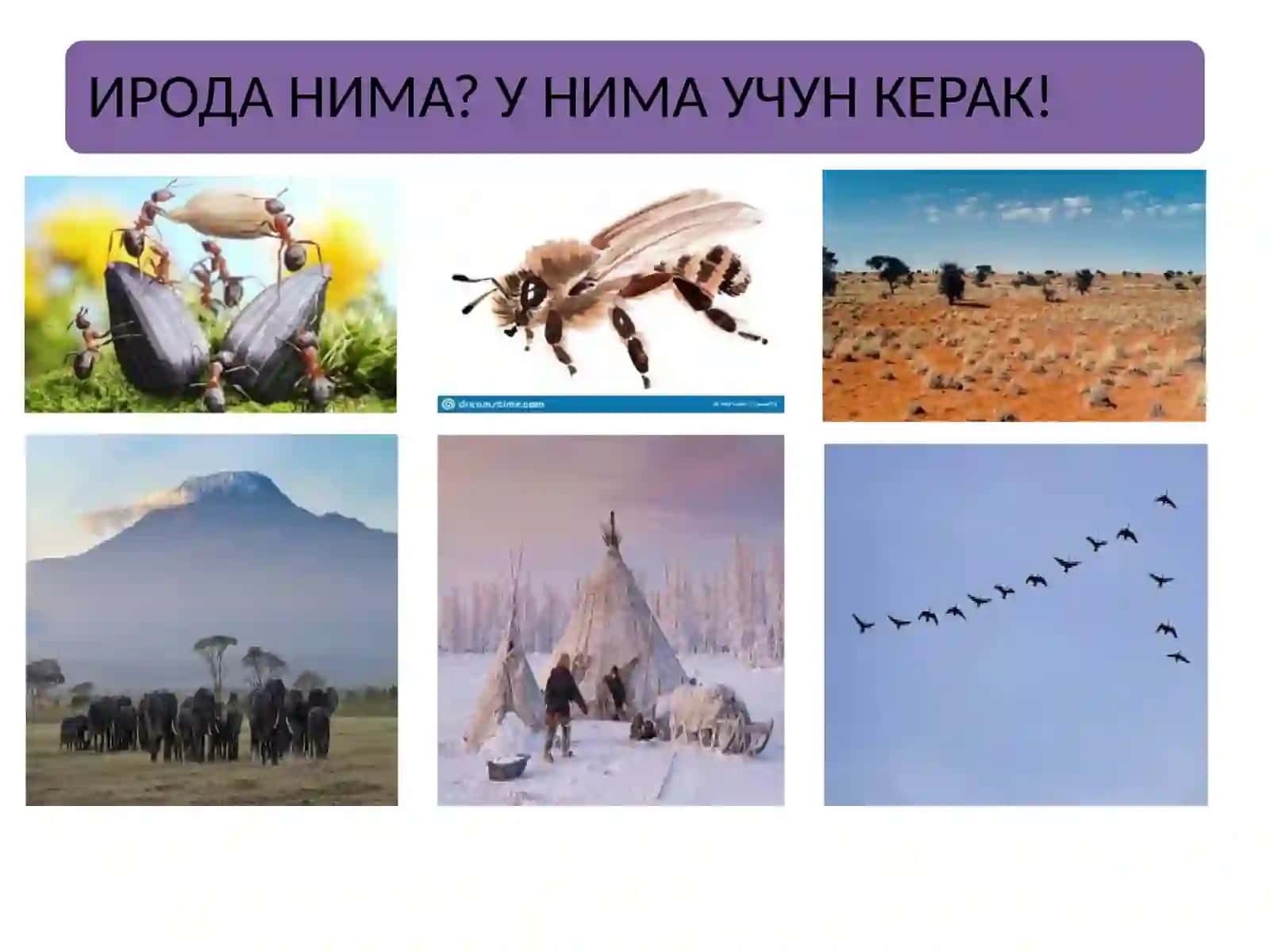 ИРОДАВИЙ СОҲАНИ ЭКСПЕРИМЕНТАЛ ЎРГАНИШ 2