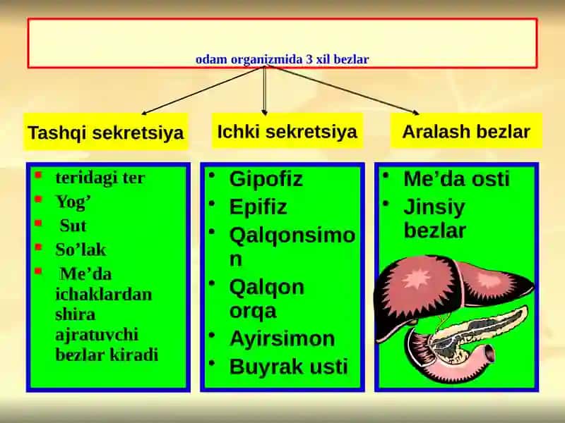 Ichki sekretsiya bezlari 2