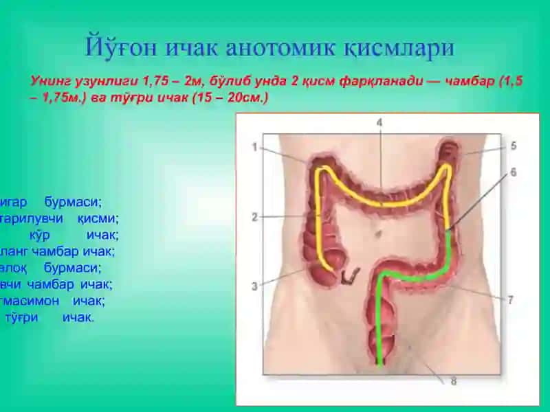 Йўғон ичак раки 2