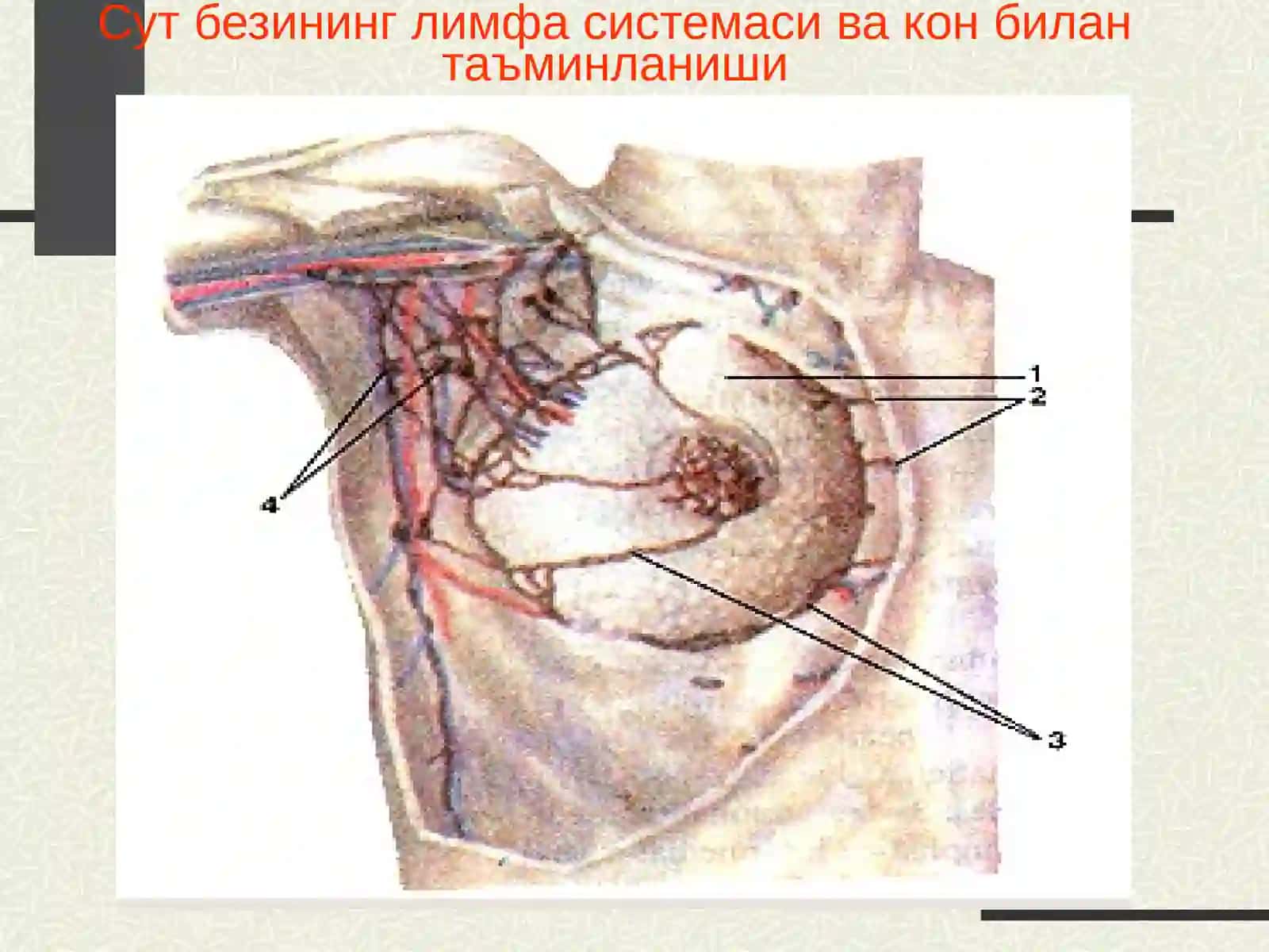 Сут безининг лимфа системаси ва кон билан таъминланиши 2