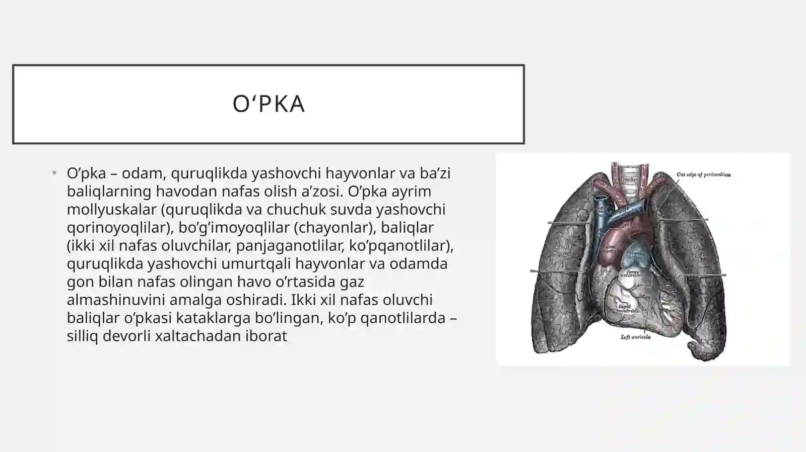 Oʻpka 2