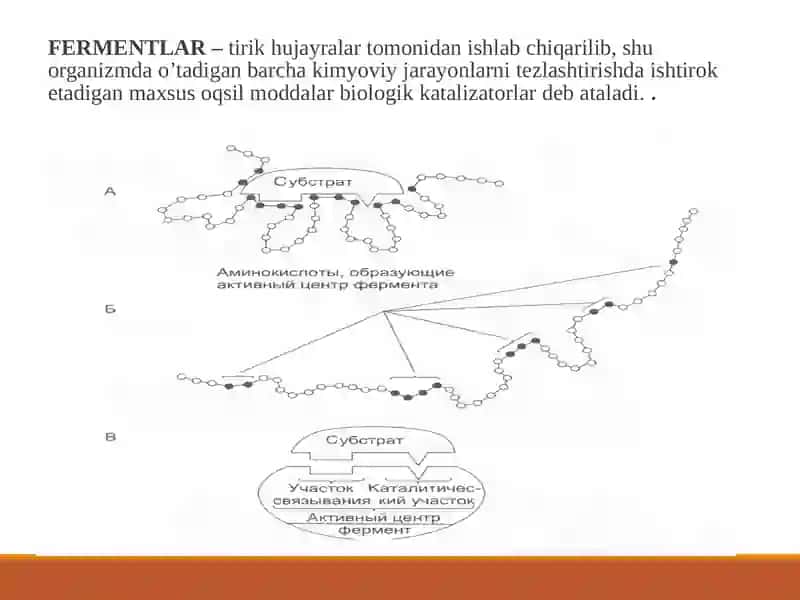 Fermentlar biokimyosi 2