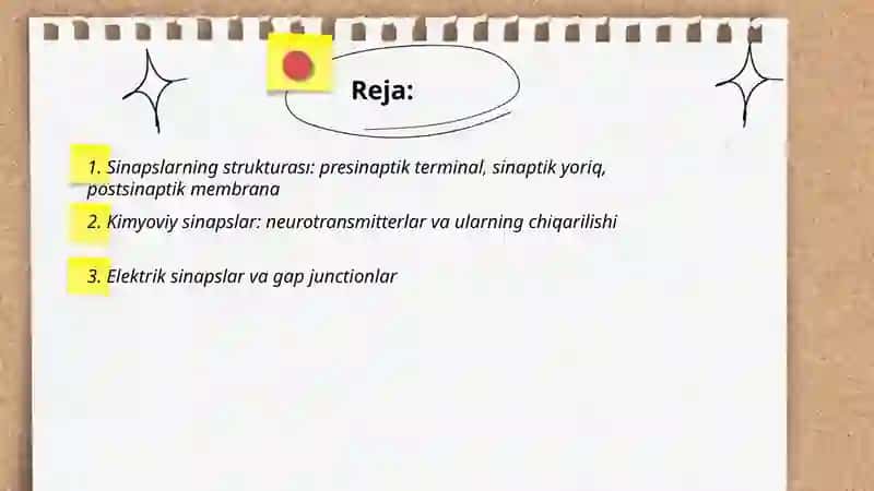 Sinapslar va sinaptik jarayonlar 2